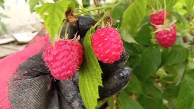 сорт малины Покуса смотреть онлайн