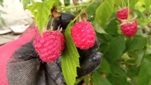 сорт малины Покуса