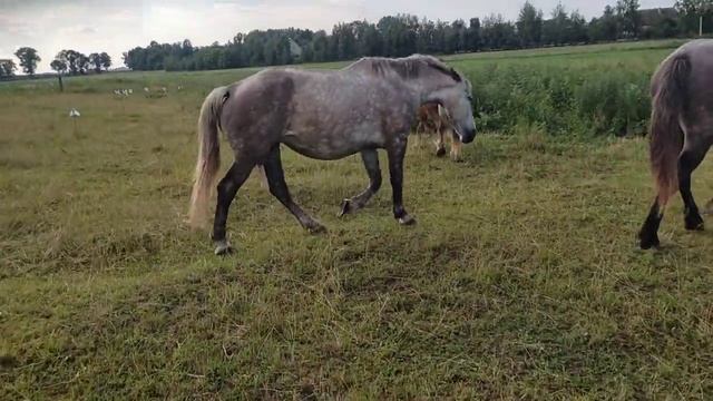 Породистые лошади на пастбище смотреть онлайн