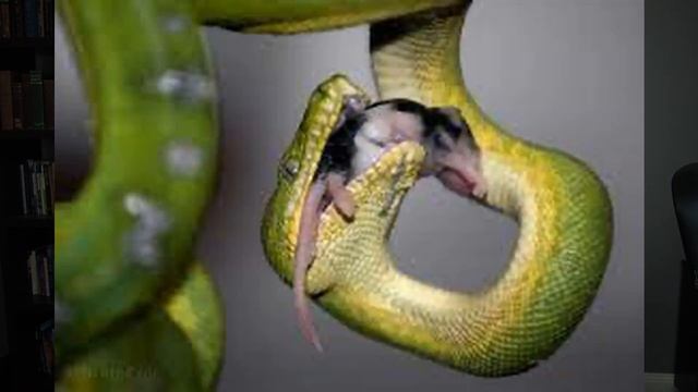 Green Tree Python |. What do Green Tree Pythons Eat | Juvenile Green Tree Python смотреть онлайн