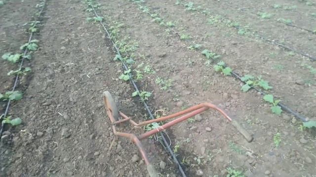 Как вырос кабачок за 2 недели смотреть онлайн