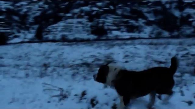 Алабай и фокстерьер смотреть онлайн