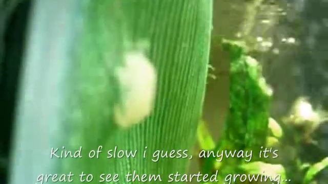 Step By Step DIY Java Moss Wall Update (20 days later) смотреть онлайн