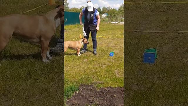 Эля. Принос предмета и сброс на игрушку смотреть онлайн