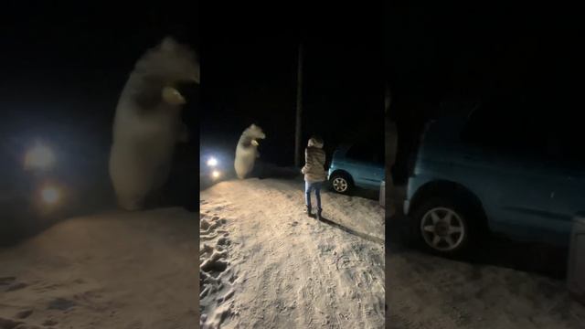 Белый мишка Пломбир поздравления с день рождения #хабаровск #белыймишка смотреть онлайн