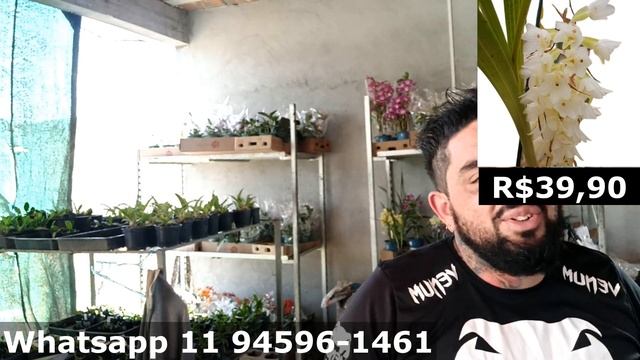 KITS DE ORQUÍDEAS E COELOGYNE PANDURATA GIGANTE смотреть онлайн