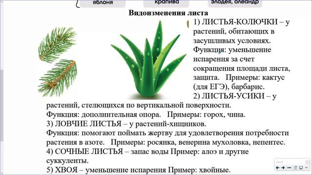 11_Побег.Лист.Почка