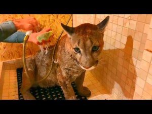 Пуму Месси наконец помыли!