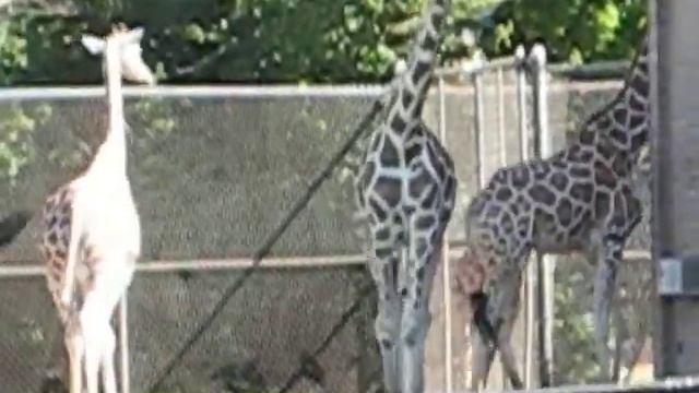 Giraffe Hungry смотреть онлайн