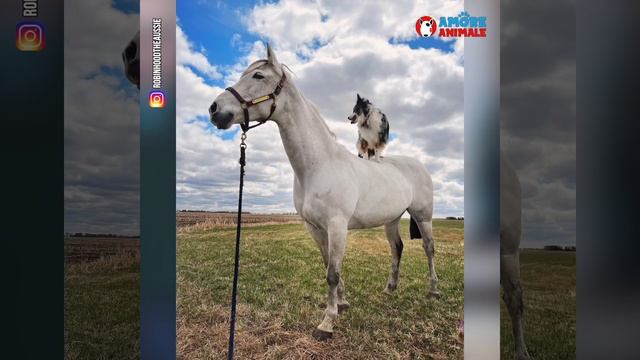 La bellissima amicizia fra un cane e un cavallo. Due inseparabili amici per la pelle смотреть онлайн