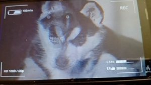 страшная история смайл дога первая часть