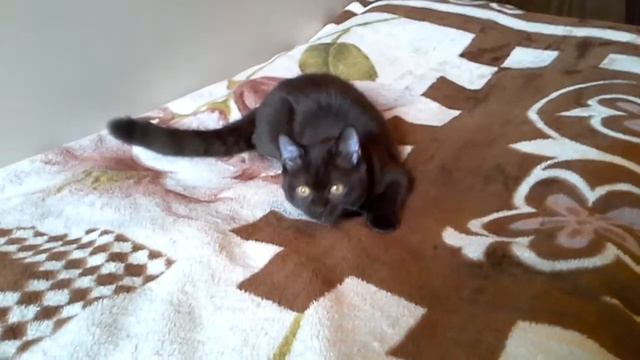 Serafima смотреть онлайн