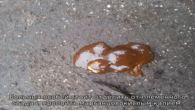 Понос у индюшат смотреть онлайн