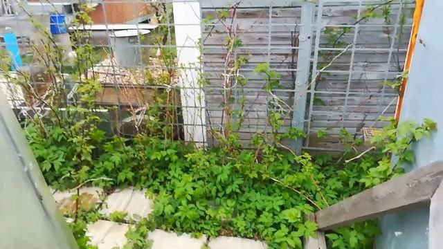 Влог: Live day. Шашлыки на даче, отмечаем день победы! У соседей новые изменения. смотреть онлайн