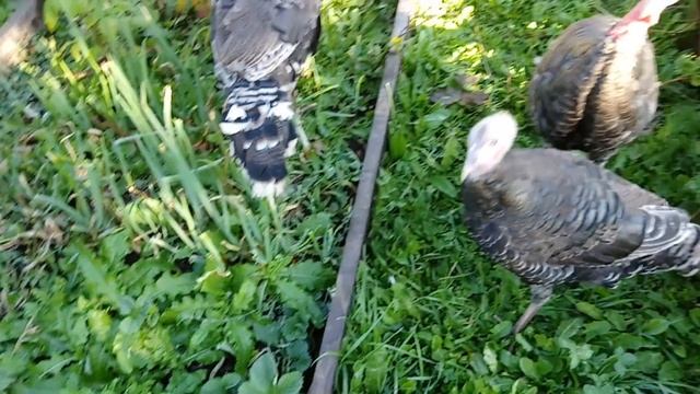 Отправка чуфы для подписчиков 14 сентября 2018 г. смотреть онлайн