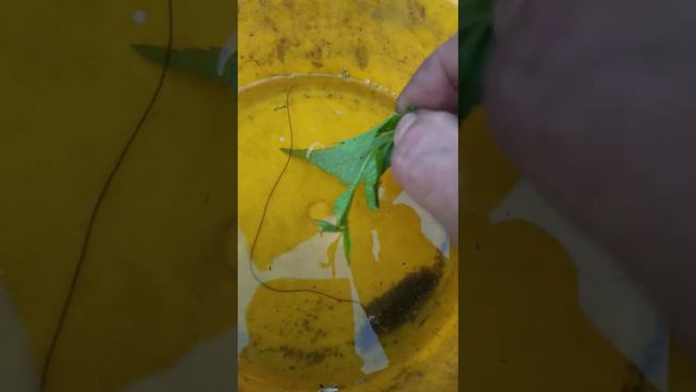 Что за инопланетный 🐛червь? смотреть онлайн