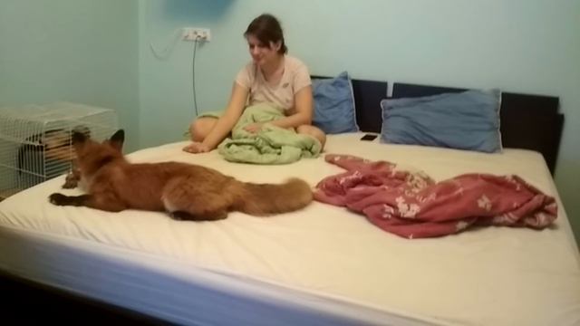 Лисо пес приносит игрушку смотреть онлайн