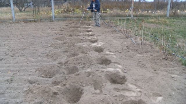 Как правильно и вовремя пересадить малину смотреть онлайн