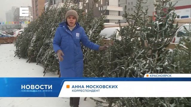 Ёлка, сосна или пихта: как выбрать и сколько стоит новогоднее дерево смотреть онлайн