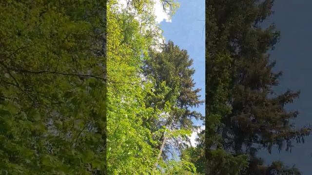 Дуб великан просыпется и распускает листочки смотреть онлайн