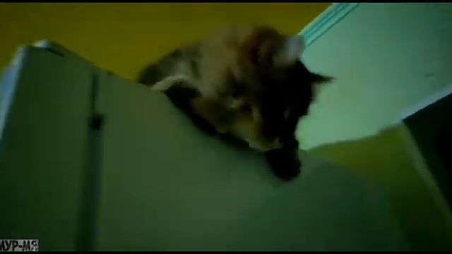 "Сибирский" кот Кузя. Эй, вы, там, наверху! Бесилки на шкафу (и не только) смотреть онлайн
