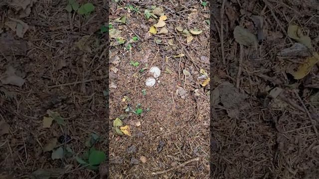 Гриб весёлка! "Ведьмин круг" из "ведьминых глаз"!!! Это надо видеть! смотреть онлайн