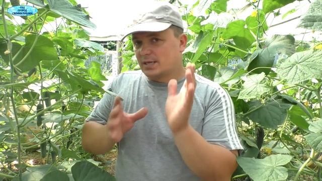 Огурцы плохо плодоносят? Эта подкормка всё исправит! смотреть онлайн