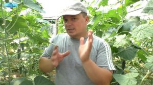 Огурцы плохо плодоносят? Эта подкормка всё исправит!