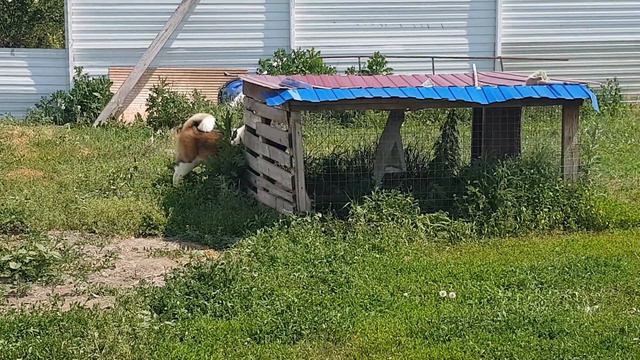Девочки Акиты перед уездом в Латвию смотреть онлайн