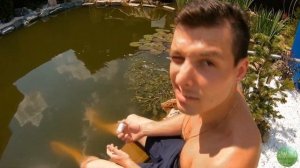 Цветет вода? Дайте ей антибиотик! Боремся с сине-зелеными водорослями в пруду