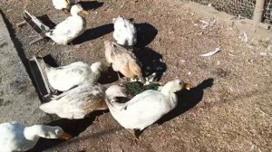 Подстилка для #уток теперь сухо/ #что  даём #курам когда нет травы?