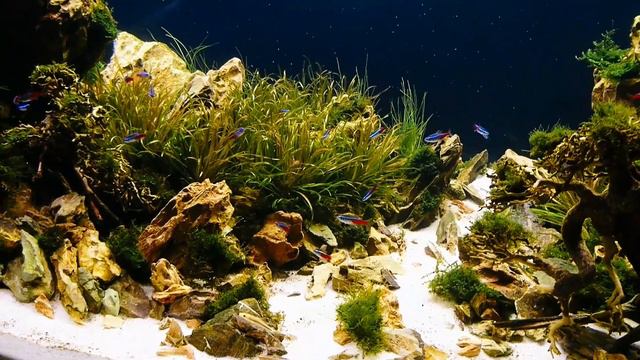 Запуск рыбы. Первый месяц после запуска аквариума. Акваскейп 600л