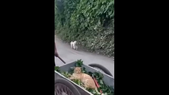 Приколы с котами! КОТЫ ПРИЛЕТЕЛИ! Смешные коты С ОЗВУЧКОЙ! Самые смешные животные! смотреть онлайн