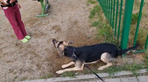 Смешные дети + смешные собаки = смотреть до конца!