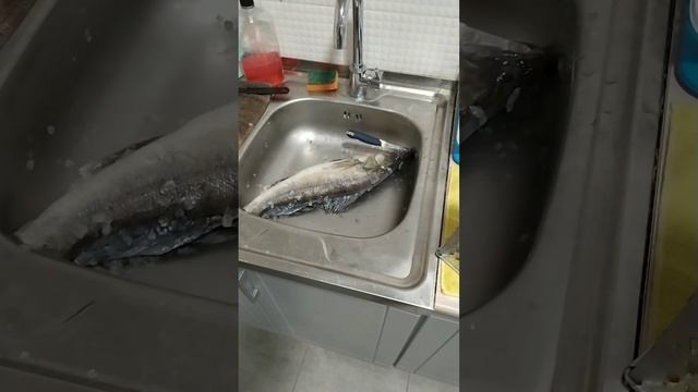 В поисках жидкой воды, Риф-Скат hidea 9,9 pro 29.03.23 смотреть онлайн
