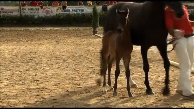 Warmblutpferdefestival 2011 - The One and Only M von Tuschinski смотреть онлайн