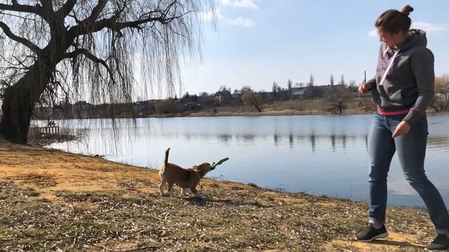 Игры бигля с фрисби в slow motion. Funny beagle playing with frisbee смотреть онлайн