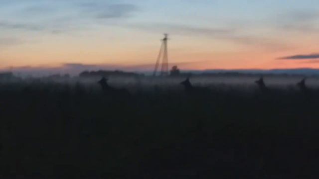 ВСТРЕЧА С МАРАЛАМИ по дороге на рыбалку) смотреть онлайн