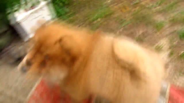 Чау чау щенки 2 месяца и 5 дней Chow chow puppies 2 months and 5 days смотреть онлайн