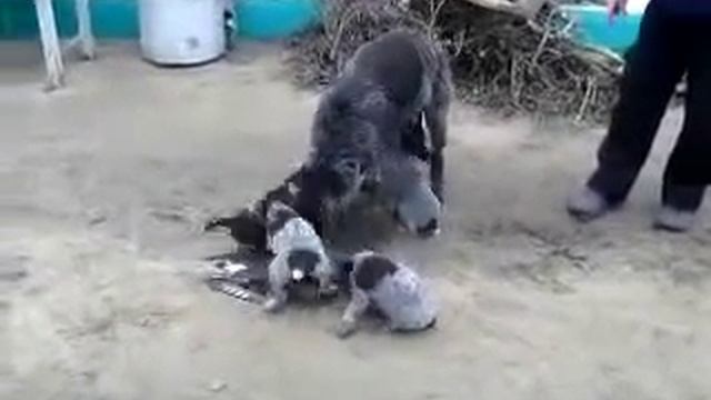 втрой помет.Щенкам 1 месяц.flv смотреть онлайн