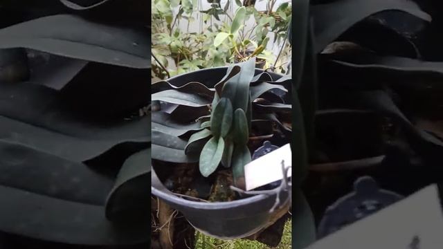 Paphiopedilum kolopakingii, Philippinense, Richardianum, Belatulum, Niveum, Concolor, Godefroyae,et смотреть онлайн