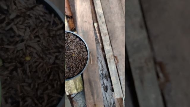 Scindapsus Parakensis Variegata | THELASTLEAFOFBORNEO