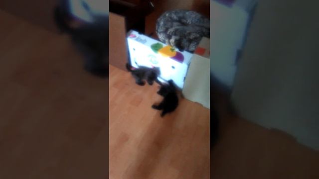 Три кошечки. Куча мала. Наш Цербер. город Стерлитамак. Котята. Месячные котята. Константин. смотреть онлайн