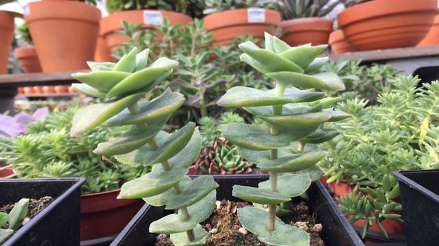 Crassula perforata subsp. perforata 多肉植物圖鑑 星王子 смотреть онлайн