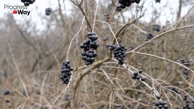 Сыпьте под смородину осенью по 3 ложки! Размер и сладость ягод вас удивит на след год! смотреть онлайн