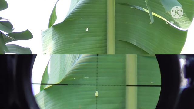LARAS LW VS DAUN PISANG INI YG TERJADI POLYGON#HW100#FWB#SEMARNEO#JAVAPRO#BORNEOPCP# смотреть онлайн