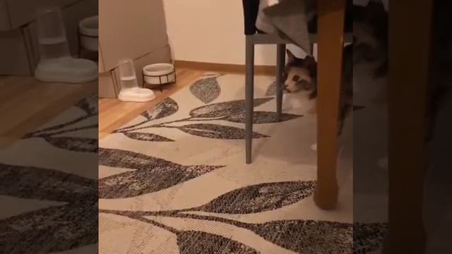Маришка осваивается дома смотреть онлайн