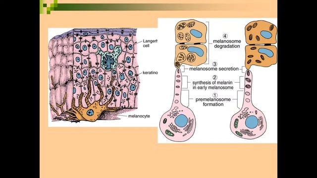 Лекция "Кожа и ее производные" (Г.Ф.Филимонова) смотреть онлайн