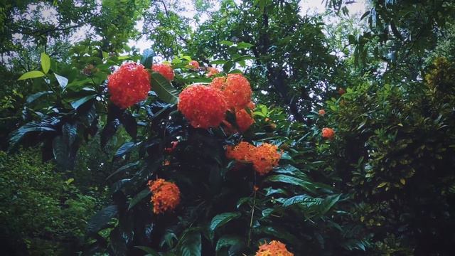Best Flowering Plant for your Home Garden | West Indian Jasmine | Jungle Geranium | Ixora Coccinea смотреть онлайн
