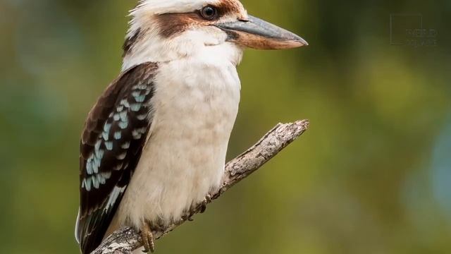Kookaburra | The kookaburra is the world’s largest kingfisher!” смотреть онлайн